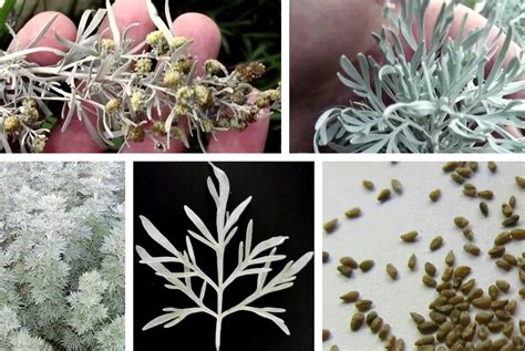 Wormwood Herb Organic Artemisia Absinthium 50 Seeds