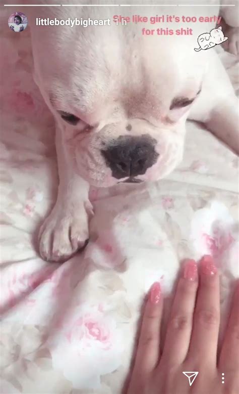 A Small White Dog Laying On Top Of A Bed Next To Someones Hand