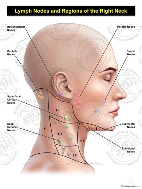 Parathyroid glands (glands that control calcium levels in the blood and bones). Female Right Lymph Nodes and Regions of the Neck