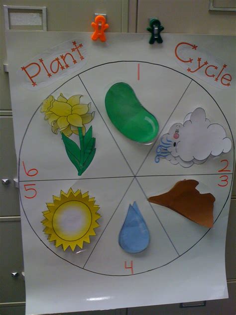 Plant Life Activities For Preschoolers Ted Lutons Printable