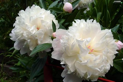 Peonies Flowers White Flowers Wallpapers 1920x1280