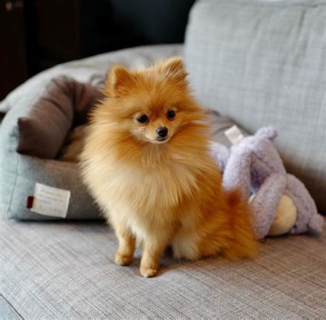 Teacup Pomeranian Puppies For Adoption Birmingham Alabama Pets For Sale
