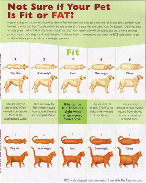 The Overweight Dog Epidemic Fidose Of Reality Overweight Dog Pets