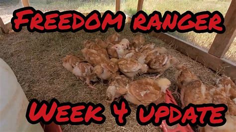 Freedom Rangers At 4 Weeks Youtube