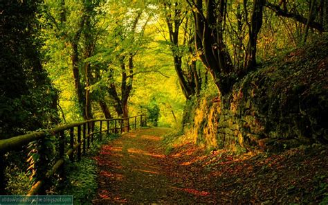 Download Centre Download Free Beautiful Forest Wallpaper