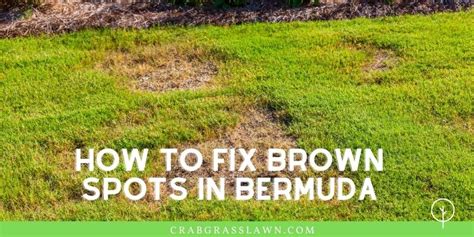 Bermuda grass is relatively easy to care for, especially if you give the turf attention a few times per we do not recommend overseeding a bermuda lawn because of this difference in grass varieties. Getting Brown Spots in your Lawn? Causes + How to Get Rid of Brown Patch Fungus | CG Lawn