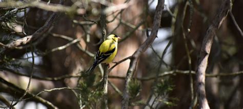 Backyard Birding April 11 2020 Lincoln Land Conservation Trust And