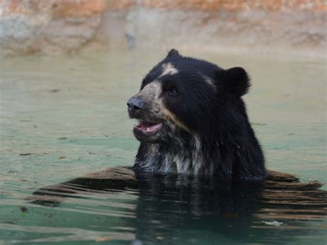 The Online Zoo Spectacled Bear