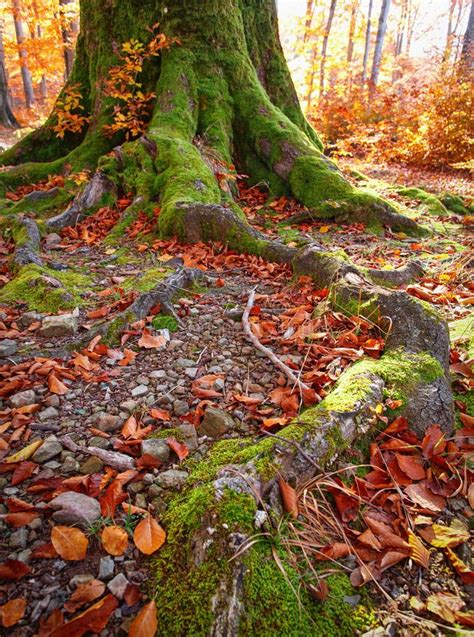 Landscape With The Autumn Forest Strong Roots Of Old Trees Beautiful