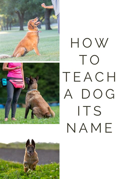 How To Teach A Dog Its Name