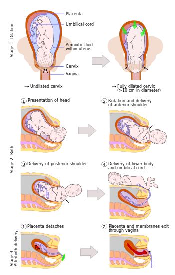 Obstetrics Intrapartum Care Physiomi