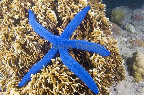 Variable Sea Star Linckia Laevigata On Fire Coral Millepora Sp