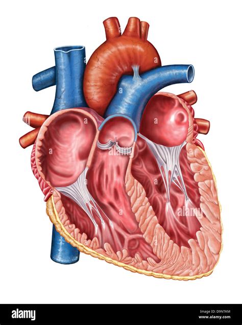 Interior Of Human Heart Stock Photo Alamy