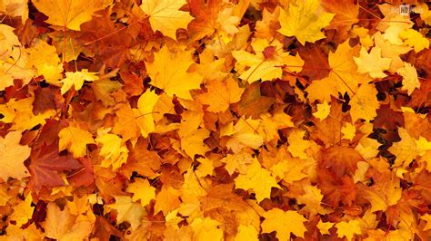 Free Download Autumn Orange Leaves Hd Background008