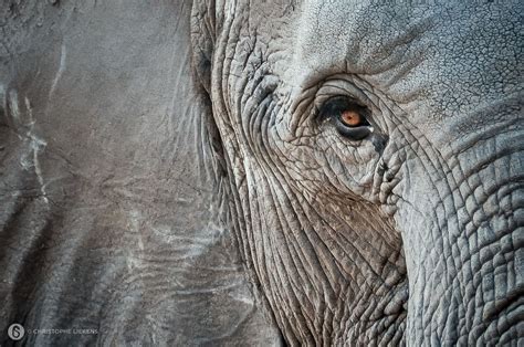 Pin By Megan Reid On Beauties Elephant Elephants Photos Elephant