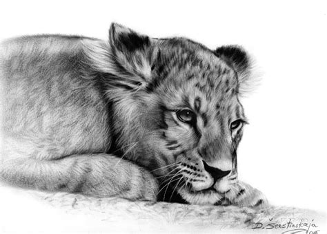Lion Cub Oil Painting By Danguole Serstinskaja Artfinder