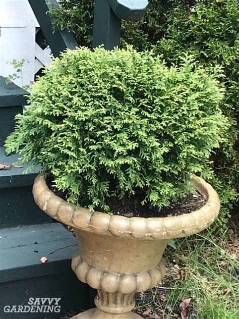 Pictures Of Low Growing Evergreen Shrubs It Is Always Better To Use
