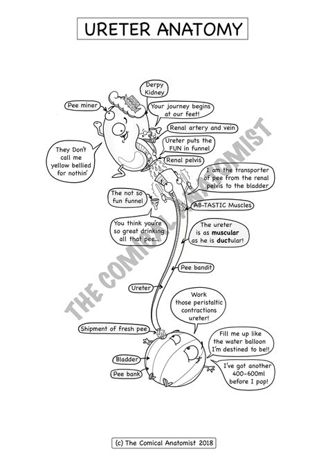 Urinary System Coloring Worksheet Sketch Coloring Page