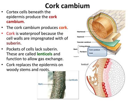 Ppt Plants Powerpoint Presentation Free Download Id2055706