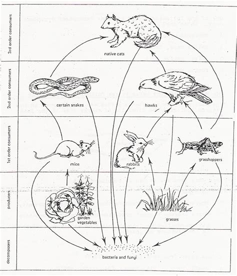 Food Web Coloring Pages At Free Printable Colorings