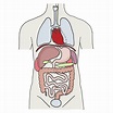 Die Organe des Menschen Diagram | Quizlet