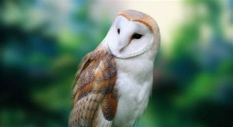 Barn Owl Facts Pictures Habitat And Diet Information
