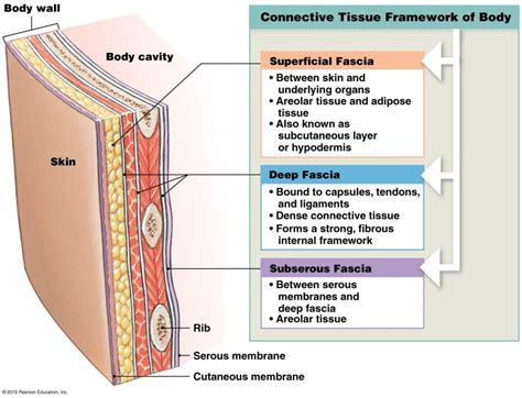 Myofascial Release And Face Yoga Whats It All About Bodytree