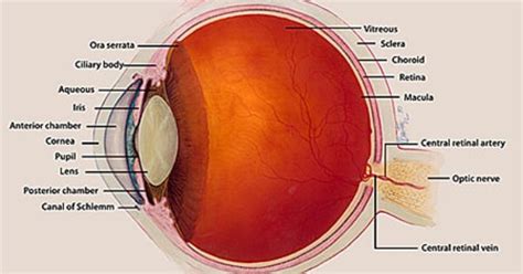 Ora Serrata Function Anatomy