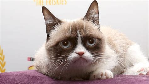 Worst Day Ever The Grumpy Cat Movie Trailer Is Here