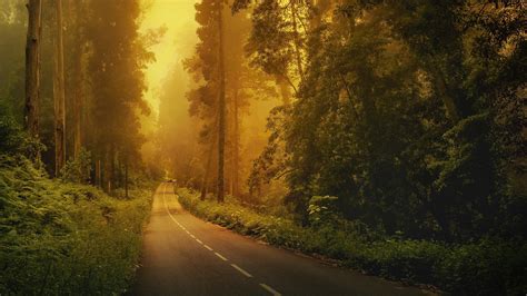 Papel De Parede Luz Solar Árvores Floresta Natureza Carro