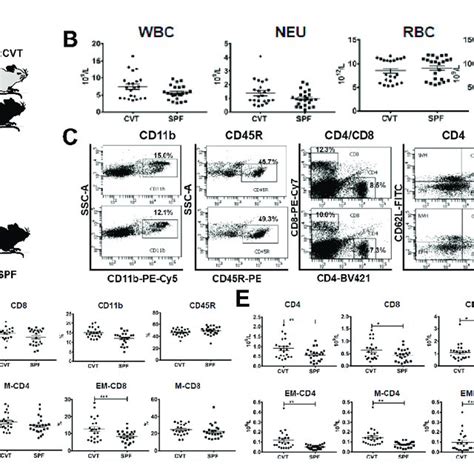 A C57bl6j B6 Mice Born And Raised In Specific Pathogen Free Spf