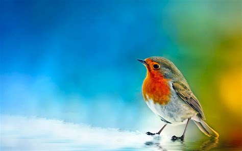 Birds Pictures Wallpapers 94 Wallpapers Hd Wallpapers