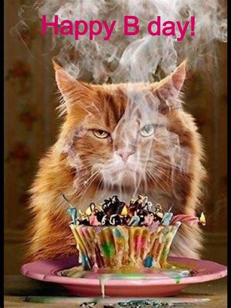 Happy Birthday Cat Funny Birthday Cards Birthday Humor Happy
