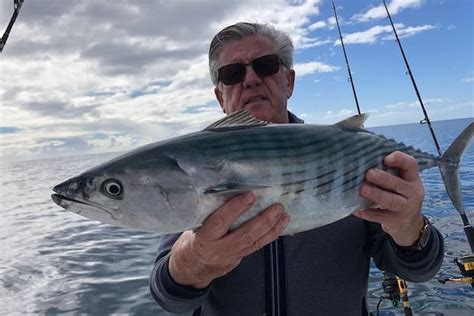 Atlantic Bonito Fishing Species Guide Charters And Destinations Tom