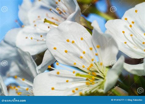 White Flower Of Cherry Tree Stock Image Image Of Green Fresh 91416771
