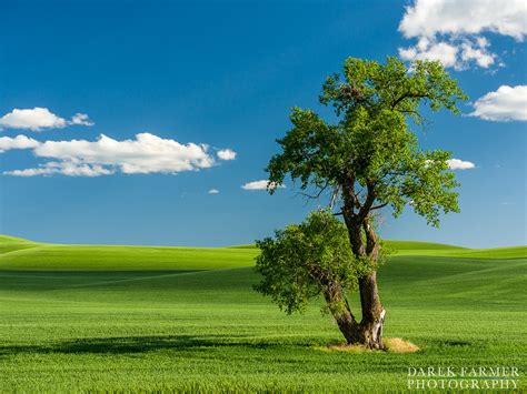 Lone Tree 2 Lone Tree 2 Darek Farmer Flickr