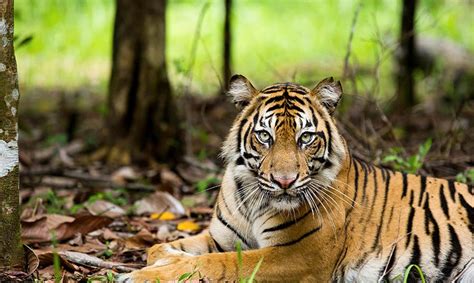 Tigre (tiger in various languages), tigres or el tigre may refer to: Bonita, el tigre indonesio acechado por aldeanos por matar ...