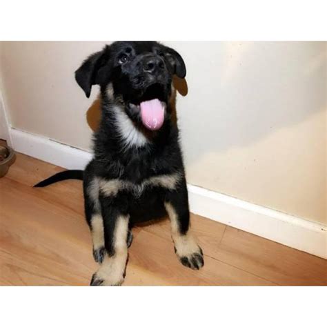 Maybe you would like to learn more about one of these? 2 male German shepherd puppies available in Orange, California - Puppies for Sale Near Me