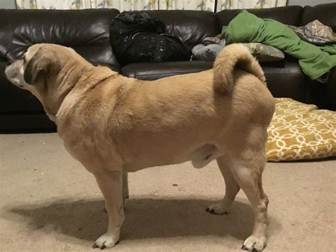 My 10 Year Old Puggle Has A Hard Swollen Bump On The Left Of His Anus