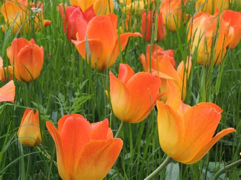무료 이미지 자연 꽃잎 튤립 주황색 빨간 색깔 플로라 꽃들 꽃 피는 식물 백합 가족 육상 식물 오렌지 빛