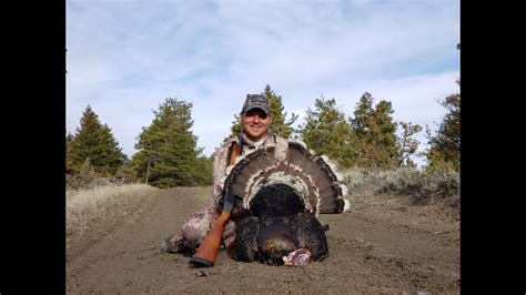 Public Land Montana Merriam Turkey Youtube