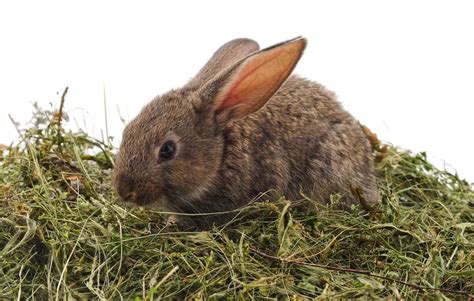 Should Rabbits Have Unlimited Hay Rabbit Informer