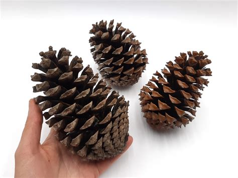20 Extra Large Pine Cones DECOOMO