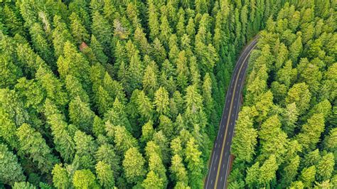 Download Wallpaper 2048x1152 Forest Road Aerial View Trees Pines