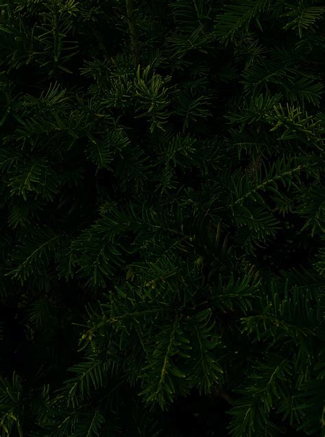 Spruce Branches Macro Dark Green Hd Phone Wallpaper Peakpx