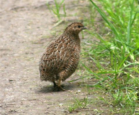 Evidence suggests they do work. Quail - Wikipedia