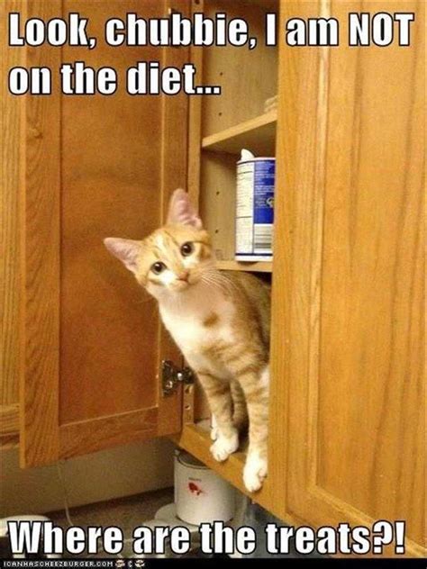 Top 26 Funny Animal Captions Of The Day