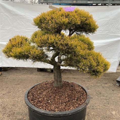 2 Pinus Mugo ‘carstens Wintergold The Japanese Garden Centre