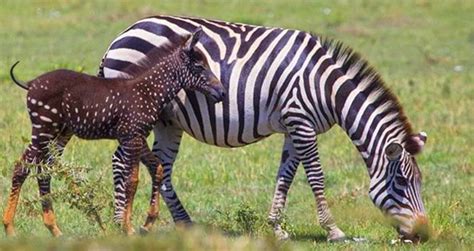 Super Rare Baby Zebra Was Born With Polka Dots Instead Of Stripes In