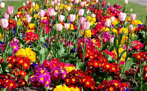 Fondos De Pantalla 2560x1600 Muchas Flores Descargar Imagenes